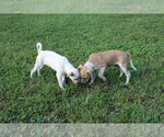 Small Photo #2 Box heeler Puppy For Sale in RANGER, GA, USA