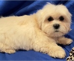 Small Photo #3 Shih Tzu Puppy For Sale in PINK HILL, NC, USA