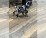 Cleopatra - Female French Bulldog Puppy for Sale - Photo #5