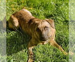 Small Plott Hound Mix
