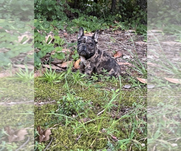 Medium Photo #12 French Bulldog Puppy For Sale in MARIETTA, GA, USA