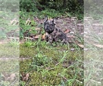 Small Photo #12 French Bulldog Puppy For Sale in MARIETTA, GA, USA