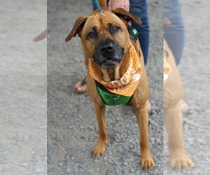 American Pit Bull Terrier-Rhodesian Ridgeback Mix Dogs for adoption in Crystal , MN, USA