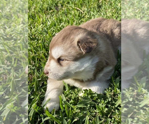 Medium Photo #4 Siberian Husky Puppy For Sale in LINDALE, TX, USA
