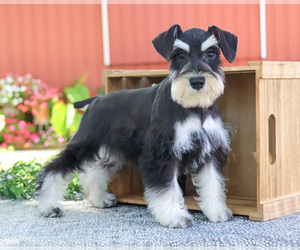 Schnauzer (Miniature) Puppy for Sale in SYRACUSE, Indiana USA