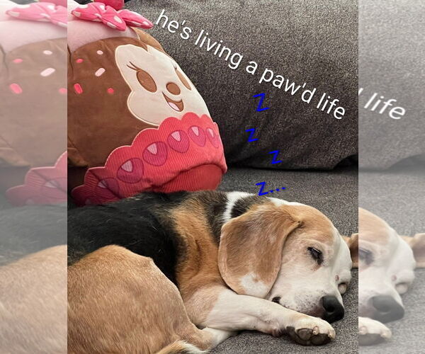 Medium Photo #5 Beagle Puppy For Sale in Apple Valley, CA, USA