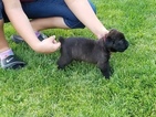 Small Photo #1 Cane Corso Puppy For Sale in YOUNGSTOWN, OH, USA