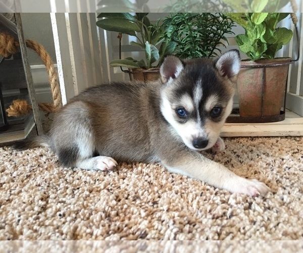 Medium Photo #7 Alaskan Klee Kai Puppy For Sale in WINCHESTER, OH, USA