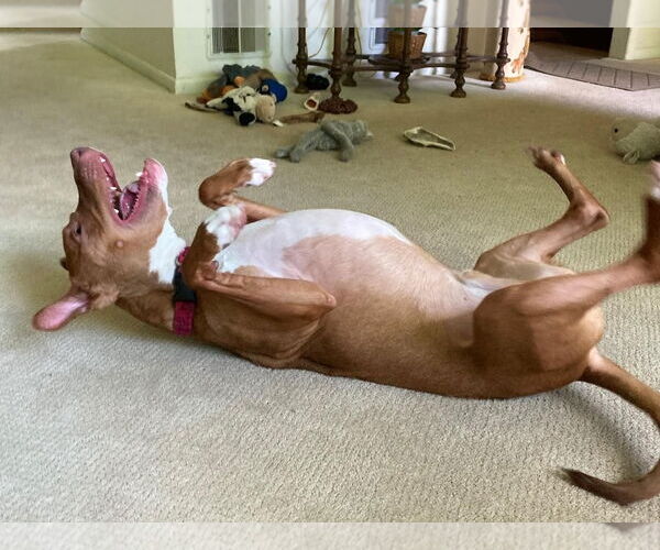 Medium Photo #27 American Pit Bull Terrier-Blue Lacy Mix Puppy For Sale in Rockaway, NJ, USA