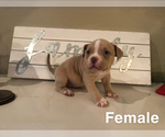 Puppy 5 American Bully Mikelands 