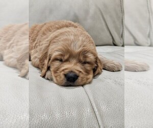 Golden Retriever Puppy for sale in PARMA, ID, USA