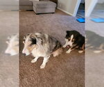 Small #1 Australian Shepherd Mix