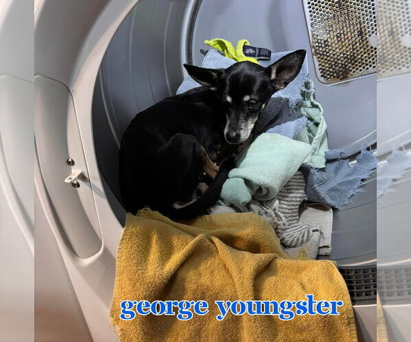 Medium Photo #5 Chiweenie Puppy For Sale in San Antonio, TX, USA