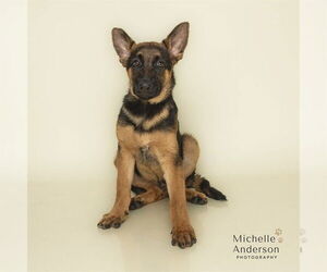 German Shepherd Dog Dogs for adoption in Corona, CA, USA