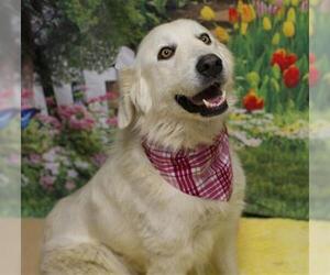 Great Pyrenees-Unknown Mix Dogs for adoption in Placerville, CA, USA