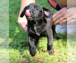 Small #1 Mutt