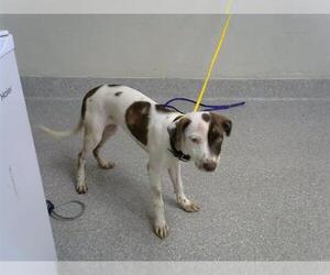 American Pit Bull Terrier Dogs for adoption in Pasadena, TX, USA