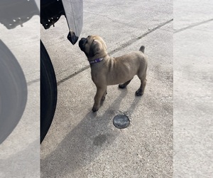 Cane Corso Puppy for sale in GRAND PRAIRIE, TX, USA