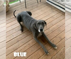 Blue (Bonded with Bear) - Female Great Dane Dog for Adoption - Photo #2