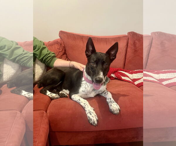 Medium Photo #1 Border Collie-Unknown Mix Puppy For Sale in Aurora, CO, USA