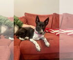 Small Border Collie Mix