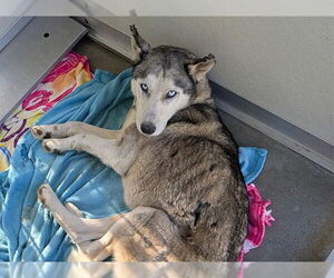 Siberian Husky Dogs for adoption in Corona, CA, USA