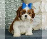 Small Photo #1 Shih Tzu Puppy For Sale in WARSAW, IN, USA