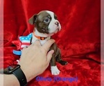 Puppy Olivia orange Boston Terrier