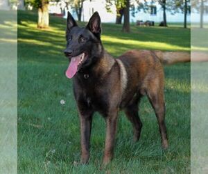 Father of the Belgian Malinois puppies born on 08/08/2026