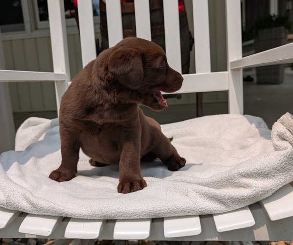 Medium Photo #28 Labrador Retriever Puppy For Sale in GOSHEN, IN, USA