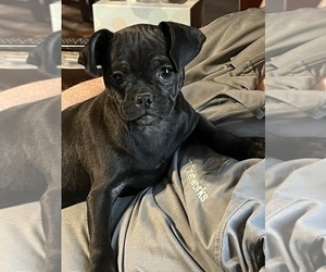 Carlin Pinscher Puppy for sale in COBB, WI, USA