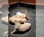 Small #1 Golden Retriever