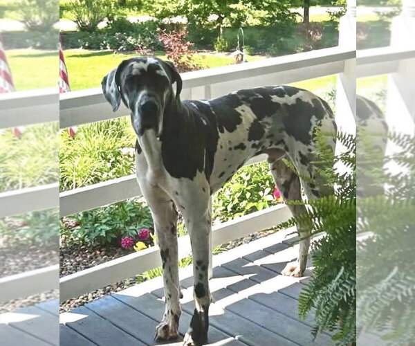 Medium Photo #4 Great Dane-Unknown Mix Puppy For Sale in Germantown, OH, USA