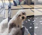 Small #8 Poodle (Miniature) Mix
