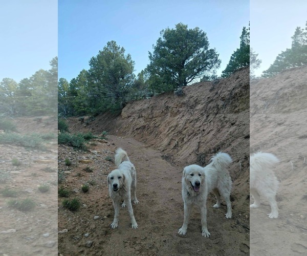 Medium Photo #4 Great Pyrenees Puppy For Sale in Bountiful, UT, USA