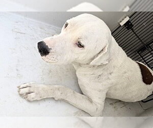 Mutt Dogs for adoption in Houston, TX, USA