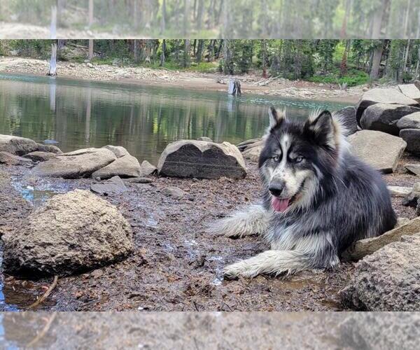 Medium Photo #5 Siberian Husky-Unknown Mix Puppy For Sale in Incline Village, NV, USA