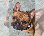 Small #2 French Bulldog