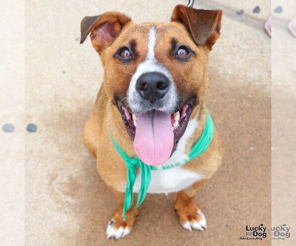 Medium Photo #9 Mutt Puppy For Sale in Washington, DC, USA