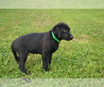 Small #2 Labrador Retriever