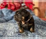Small #7 English Bulldog