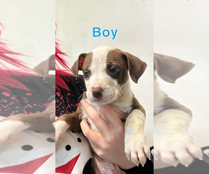 American Pit Bull Terrier Puppy for sale in MARION, OH, USA