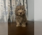 Small #30 Havanese