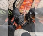Small #7 Mutt