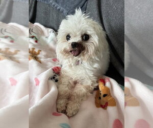 Maltese Dogs for adoption in Foristell, MO, USA