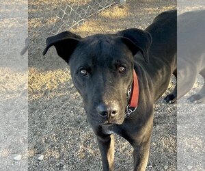 Labrador Retriever-Unknown Mix Dogs for adoption in Lancaster, CA, USA