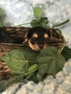 Small Photo #22 Yorkshire Terrier Puppy For Sale in KYLE, TX, USA