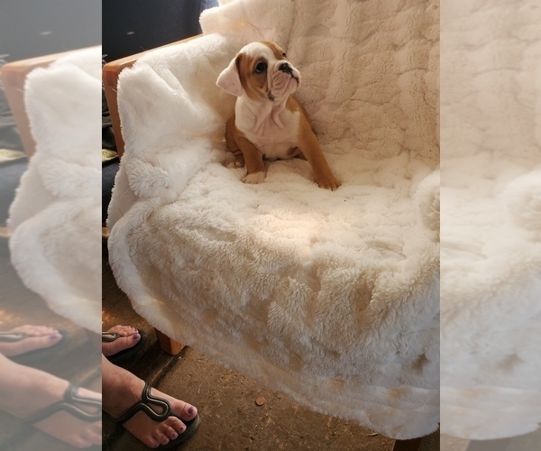 Medium Photo #12 English Bulldog Puppy For Sale in ALBUQUERQUE, NM, USA