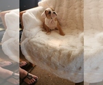 Small Photo #12 English Bulldog Puppy For Sale in ALBUQUERQUE, NM, USA