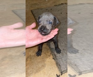 Great Dane Puppy for sale in GRANITE FALLS, NC, USA